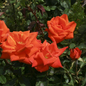 Jaskrawo czerwony  - róże rabatowe grandiflora - floribunda